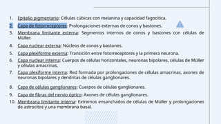 1. Epitelio pigmentario: Células cúbicas con melanina y capacidad fagocítica.
2. Capa de fotorreceptores: Prolongaciones externas de conos y bastones.
3. Membrana limitante externa: Segmentos internos de conos y bastones con células de
Müller.
4. Capa nuclear externa: Núcleos de conos y bastones.
5. Capa plexiforme externa: Transición entre fotorreceptores y la primera neurona.
6. Capa nuclear interna: Cuerpos de células horizontales, neuronas bipolares, células de Müller
y células amacrinas.
7. Capa plexiforme interna: Red formada por prolongaciones de células amacrinas, axones de
neuronas bipolares y dendritas de células ganglionares.
8. Capa de células ganglionares: Cuerpos de células ganglionares.
9. Capa de fibras del nervio óptico: Axones de células ganglionares.
10. Membrana limitante interna: Extremos ensanchados de células de Müller y prolongaciones
de astrocitos y una membrana basal.
 