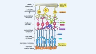 EPITELIO
PIGMENTARIO
FOTORRECEPTORES
NUCLEAR
EXTERNA
PLEXIFORME
EXTERNA
NUCLEAR
INTERNA
PLEXIFORME
INTERNA
CÉLULAS
GANGLIONARE
S
FIBRAS
NERVIOSAS
 