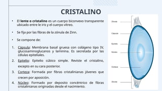 CRISTALINO
• El lente o cristalino es un cuerpo biconvexo transparente
ubicado entre le iris y el cuerpo vítreo.
• Se fija por las fibras de la zónula de Zinn.
• Se compone de:
1. Cápsula: Membrana basal gruesa con colágeno tipo IV,
glucosaminoglucanos y laminina. Es secretada por las
células epiteliales.
2. Epitelio: Epitelio cúbico simple. Reviste el cristalino,
excepto en su cara posterior.
3. Corteza: Formada por fibras cristalinianas jóvenes que
crecen por aposición.
4. Núcleo: Formado por deposito concéntrico de fibras
cristalinianas originadas desde el nacimiento.
 