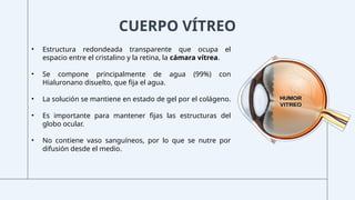 CUERPO VÍTREO
• Estructura redondeada transparente que ocupa el
espacio entre el cristalino y la retina, la cámara vítrea.
• Se compone principalmente de agua (99%) con
Hialuronano disuelto, que fija el agua.
• La solución se mantiene en estado de gel por el colágeno.
• Es importante para mantener fijas las estructuras del
globo ocular.
• No contiene vaso sanguíneos, por lo que se nutre por
difusión desde el medio.
 