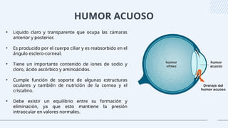 HUMOR ACUOSO
• Liquido claro y transparente que ocupa las cámaras
anterior y posterior.
• Es producido por el cuerpo ciliar y es reabsorbido en el
ángulo esclero-corneal.
• Tiene un importante contenido de iones de sodio y
cloro, ácido ascórbico y aminoácidos.
• Cumple función de soporte de algunas estructuras
oculares y también de nutrición de la cornea y el
cristalino.
• Debe existir un equilibrio entre su formación y
eliminación, ya que esto mantiene la presión
intraocular en valores normales.
 