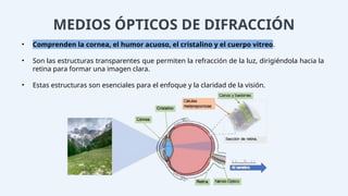 MEDIOS ÓPTICOS DE DIFRACCIÓN
• Comprenden la cornea, el humor acuoso, el cristalino y el cuerpo vitreo.
• Son las estructuras transparentes que permiten la refracción de la luz, dirigiéndola hacia la
retina para formar una imagen clara.
• Estas estructuras son esenciales para el enfoque y la claridad de la visión.
 