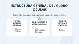 ESTRUCTURA GENERAL DEL GLOBO
OCULAR
TÚNICA
EXTERNA
FIBROSA
TÚNICA
INTERNA O
SENSORIAL
TÚNICA MEDIA O
VASCULAR (ÚVEA)
La pared del globo ocular se compone de 3 capas o túnicas concéntricas.
• Córnea.
• Esclera.
• Iris.
• Cuerpo ciliar.
• Coroides.
• Retina.
 