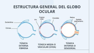 ESTRUCTURA GENERAL DEL GLOBO
OCULAR
TÚNICA
EXTERNA
FIBROSA
TÚNICA MEDIA O
VASCULAR (ÚVEA)
TÚNICA
INTERNA O
SENSORIAL
 