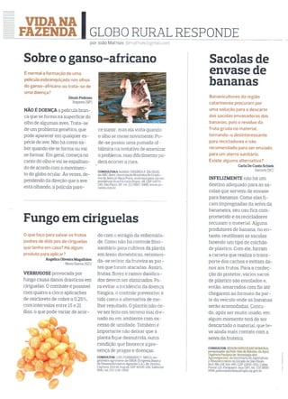 Sacolas de envase de bananas - Revista Globo Rural
