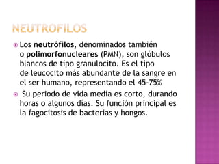  Losneutrófilos, denominados también
 o polimorfonucleares (PMN), son glóbulos
 blancos de tipo granulocito. Es el tipo
 de leucocito más abundante de la sangre en
 el ser humano, representando el 45-75%
 Su periodo de vida media es corto, durando
 horas o algunos días. Su función principal es
 la fagocitosis de bacterias y hongos.
 