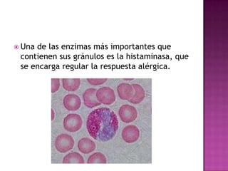  Unade las enzimas más importantes que
 contienen sus gránulos es la histaminasa, que
 se encarga regular la respuesta alérgica.
 