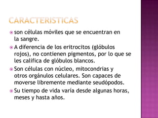  son  células móviles que se encuentran en
  la sangre.
 A diferencia de los eritrocitos (glóbulos
  rojos), no contienen pigmentos, por lo que se
  les califica de glóbulos blancos.
 Son células con núcleo, mitocondrias y
  otros orgánulos celulares. Son capaces de
  moverse libremente mediante seudópodos.
 Su tiempo de vida varía desde algunas horas,
  meses y hasta años.
 
