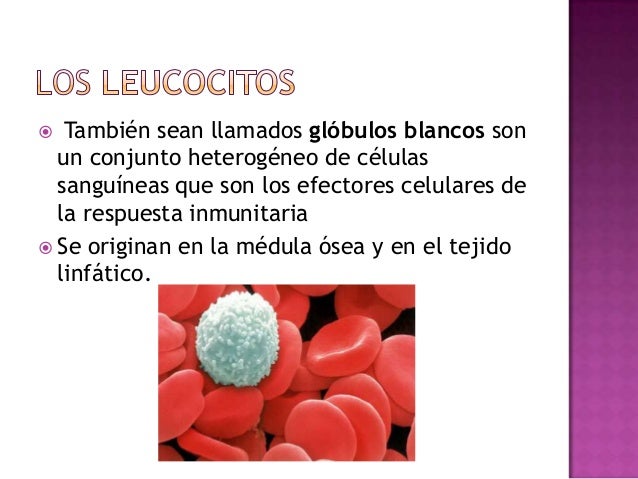 Globulos blancos