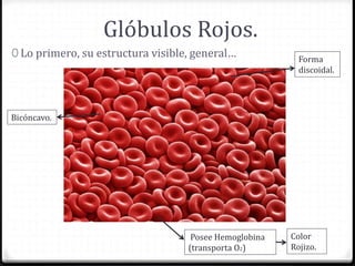 Glóbulos Rojos.
0 Lo primero, su estructura visible, general… Forma
discoidal.
Bicóncavo.
Posee Hemoglobina
(transporta O2)
Color
Rojizo.
 