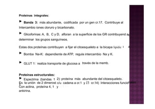 Glóbulos Rojos y Hemoglobina (enf hematológicas ) | PDF