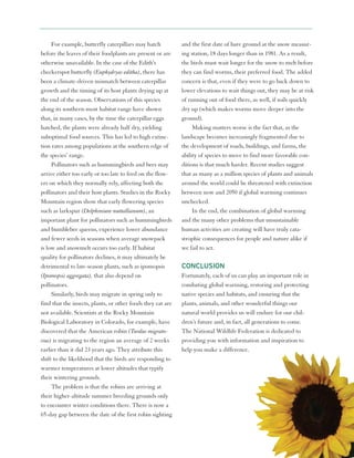 For example, butterfly caterpillars may hatch           and the first date of bare ground at the snow measur-
before the leaves of their foodplants are present or are     ing station, 18 days longer than in 1981. As a result,
otherwise unavailable. In the case of the Edith’s            the birds must wait longer for the snow to melt before
checkerspot butterfly (Euphydryas editha), there has         they can find worms, their preferred food. The added
been a climate-driven mismatch between caterpillar           concern is that, even if they were to go back down to
growth and the timing of its host plants drying up at        lower elevations to wait things out, they may be at risk
the end of the season. Observations of this species          of running out of food there, as well, if soils quickly
along its southern-most habitat range have shown             dry up (which makes worms move deeper into the
that, in many cases, by the time the caterpillar eggs        ground).
hatched, the plants were already half dry, yielding               Making matters worse is the fact that, as the
suboptimal food sources. This has led to high extinc-        landscape becomes increasingly fragmented due to
tion rates among populations at the southern edge of         the development of roads, buildings, and farms, the
the species’ range.                                          ability of species to move to find more favorable con-
     Pollinators such as hummingbirds and bees may           ditions is that much harder. Recent studies suggest
arrive either too early or too late to feed on the flow-     that as many as a million species of plants and animals
ers on which they normally rely, affecting both the          around the world could be threatened with extinction
pollinators and their host plants. Studies in the Rocky      between now and 2050 if global warming continues
Mountain region show that early flowering species            unchecked.
such as larkspur (Delphinium nuttallianum), an                    In the end, the combination of global warming
important plant for pollinators such as hummingbirds         and the many other problems that unsustainable
and bumblebee queens, experience lower abundance             human activities are creating will have truly cata-
and fewer seeds in seasons when average snowpack             strophic consequences for people and nature alike if
is low and snowmelt occurs too early. If habitat             we fail to act.
quality for pollinators declines, it may ultimately be
detrimental to late-season plants, such as ipomopsis         CONCLUSION
(Ipomopsis aggregata), that also depend on                   Fortunately, each of us can play an important role in
pollinators.                                                 combating global warming, restoring and protecting
     Similarly, birds may migrate in spring only to          native species and habitats, and ensuring that the
find that the insects, plants, or other foods they eat are   plants, animals, and other wonderful things our
not available. Scientists at the Rocky Mountain              natural world provides us will endure for our chil-
Biological Laboratory in Colorado, for example, have         dren’s future and, in fact, all generations to come.
discovered that the American robin (Turdus migrato-          The National Wildlife Federation is dedicated to
rius) is migrating to the region an average of 2 weeks       providing you with information and inspiration to
earlier than it did 23 years ago. They attribute this        help you make a difference.
shift to the likelihood that the birds are responding to
warmer temperatures at lower altitudes that typify
their wintering grounds.
     The problem is that the robins are arriving at
their higher-altitude summer breeding grounds only
to encounter winter conditions there. There is now a
65-day gap between the date of the first robin sighting
 