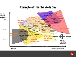 Example of fiber baskets SWRelative fiber lengthRelativecell wall thickness 
Douglas fir 
Loblolly 
pinestrengthopacityrefinabilitysmoothnessbulkformation 
Western 
red cedar 
Scotch pine 
Norway 
spruce 
Sitka spruce 
White spruce 
Engelmann 
spruce 
Lodgepole 
pine 
Ponderosa 
pine 
Grand fir 
Western 
larch 
Eastern 
hemlock 
Western 
hemlock 
Subalpine 
fir 
Black 
spruce 
Red 
spruce 
Red 
pine 
White 
pine 
Balsam fir 
Slash 
pine 
Longleaf 
pine 
Shortleaf 
pine 
Radiata pineScandinavian and RussianWest Coast BCSouthern USBC InteriorMaritime province and QuebecMain range Rockies, Plains and Western OntarioChile, New Zealand ? GloCell 
Jack 
pine2.0-3.3mm2.5-3.5mm>3.5mm>8 m5-8 m3-5 m 
Virginia 
pine  