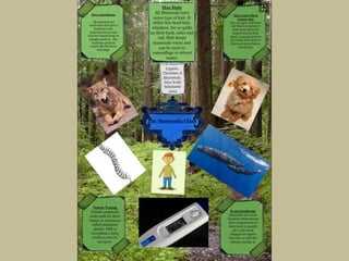 Glogster school board presentation