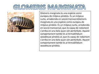 Glomeris marginata és una espècie comú
europeu de milpeus píndola. És un milpeus
curta, arrodonida en secció transversGlomeris
marginata és una espècie comú europeu de
milpeus píndola. És un milpeus curta, arrodonida
en secció transversal, que és capaç de rodament
s'arriba en una bola quan són pertorbats. Aquest
comportament també és al Armadillidium
woodlouse píndola.al, que és capaç de rodament
s'arriba en una bola quan són pertorbats. Aquest
comportament també és al Armadillidium
woodlouse píndola.
 