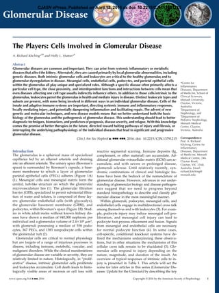 The Players: Cells Involved in Glomerular Disease
A. Richard Kitching*†‡
and Holly L. Hutton*†
Abstract
Glomerular diseases are common and important. They can arise from systemic inﬂammatory or metabolic
diseases that affect the kidney. Alternately, they are caused primarily by local glomerular abnormalities, including
genetic diseases. Both intrinsic glomerular cells and leukocytes are critical to the healthy glomerulus and to
glomerular dysregulation in disease. Mesangial cells, endothelial cells, podocytes, and parietal epithelial cells
within the glomerulus all play unique and specialized roles. Although a speciﬁc disease often primarily affects a
particular cell type, the close proximity, and interdependent functions and interactions between cells mean that
even diseases affecting one cell type usually indirectly inﬂuence others. In addition to those cells intrinsic to the
glomerulus, leukocytes patrol the glomerulus in health and mediate injury in disease. Distinct leukocyte types and
subsets are present, with some being involved in different ways in an individual glomerular disease. Cells of the
innate and adaptive immune systems are important, directing systemic immune and inﬂammatory responses,
locally mediating injury, and potentially dampening inﬂammation and facilitating repair. The advent of new
genetic and molecular techniques, and new disease models means that we better understand both the basic
biology of the glomerulus and the pathogenesis of glomerular disease. This understanding should lead to better
diagnostic techniques, biomarkers, and predictors of prognosis, disease severity, and relapse. With this knowledge
comes the promise of better therapies in the future, directed toward halting pathways of injury and ﬁbrosis, or
interrupting the underlying pathophysiology of the individual diseases that lead to signiﬁcant and progressive
glomerular disease.
Clin J Am Soc Nephrol ▪: ccc–ccc, 2016. doi: 10.2215/CJN.13791215
Introduction
The glomerulus is a spherical mass of specialized
capillaries fed by an afferent arteriole and draining
into an efferent arteriole. The urinary space (Bowman’s
space) is surrounded by Bowman’s capsule, a base-
ment membrane to which a layer of glomerular
parietal epithelial cells (PECs) adheres (Figure 1A)
(1). Mesangial cells and mesangial matrix form the
central, tuft-like structure on which the glomerular
microvasculature lies (1). The glomerular ﬁltration
barrier (GFB), specialized to permit substantial ﬁltra-
tion of water and solutes, is composed of three lay-
ers: glomerular endothelial cells (with glycocalyx),
the glomerular basement membrane (GBM), and
podocytes, within Bowman’s space (Figure 1B). Stud-
ies in white adult males without known kidney dis-
ease have shown a median of 940,000 nephrons per
individual and a glomerular volume of 2.43106 mm3,
with glomeruli possessing a median of 558 podo-
cytes, 367 PECs, and 1383 nonpodocyte cells within
the glomerular tuft (2).
Glomerular cells are critical to normal physiology
but are targets of a range of injurious processes in
disease, including immune, metabolic, vascular, and
malignant disorders. While the clinical manifestations
of glomerular disease are variable in severity, they are
relatively limited in nature. Histologically, in “prolif-
erative” disease, intrinsic glomerular cells proliferate
and leukocytes accumulate. Cell death leads to histo-
logically visible areas of necrosis or cell loss with
reactive segmental scarring. Immune deposits (Ig,
complement, or other material) can accumulate. Ad-
ditional glomerular extracellular matrix (ECM) can ac-
cumulate, and with severe or prolonged disease,
glomeruli sclerose. Until relatively recently, syn-
dromic combinations of clinical and histologic fea-
tures have been the bedrock of the nomenclature of
glomerular disease. However, advances in our under-
standing of glomerular biology and disease pathogen-
esis suggest that we need to progress beyond
standard histopathology to describe and classify glo-
merular disease in the most meaningful manner.
Within glomeruli, podocytes, mesangial cells, and
endothelial cells engage in multidirectional cross talk
among themselves and with leukocytes (3). For exam-
ple, podocyte injury may induce mesangial cell pro-
liferation, and mesangial cell injury can lead to
podocyte foot process effacement and fusion. Signals
from mesangial and endothelial cells are necessary
for normal podocyte function (4). In some cases,
cell-speciﬁc, conditional knockout systems have de-
ﬁned the mechanisms underpinning these observa-
tions, but in other situations the mechanisms of this
cellular cross talk remain to be elucidated (3). Glo-
merular cells respond to injury depending on the
nature, magnitude, and duration of the insult. An
overview of typical responses of intrinsic cells to in-
jury is presented in Table 1. This article will set the
scene for later articles in this series (Glomerular Dis-
eases: Update for the Clinician) by describing the key
*Centre for
Inﬂammatory
Diseases, Department
of Medicine, School of
Clinical Sciences,
Monash University,
Clayton, Victoria,
Australia;
†
Department of
Nephrology, and
‡
Department of
Pediatric Nephrology,
Monash Medical
Centre, Clayton,
Victoria, Australia
Correspondence:
Prof. A. Richard
Kitching, Centre for
Inﬂammatory
Diseases, Department
of Medicine, Monash
Medical Centre, 246
Clayton Road,
Clayton, VIC 3168,
Australia. Email:
richard.kitching@
monash.edu
www.cjasn.org Vol ▪ ▪▪▪, 2016 Copyright © 2016 by the American Society of Nephrology 1
. Published on April 12, 2016 as doi: 10.2215/CJN.13791215CJASN ePress
 