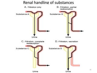 Renal handling of substances
18
 