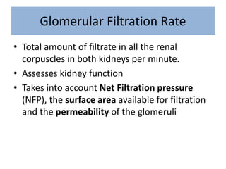 Glomerular Filtration Rate
• Total amount of filtrate in all the renal
corpuscles in both kidneys per minute.
• Assesses kidney function
• Takes into account Net Filtration pressure
(NFP), the surface area available for filtration
and the permeability of the glomeruli
 