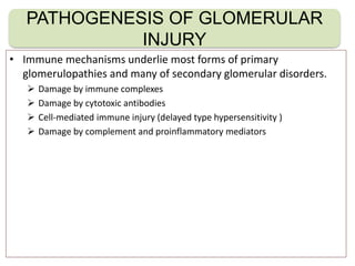 • Immune mechanisms underlie most forms of primary
glomerulopathies and many of secondary glomerular disorders.
 Damage by immune complexes
 Damage by cytotoxic antibodies
 Cell-mediated immune injury (delayed type hypersensitivity )
 Damage by complement and proinflammatory mediators
PATHOGENESIS OF GLOMERULAR
INJURY
 