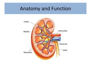 Anatomy and Function
 