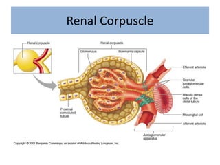 Renal Corpuscle
 