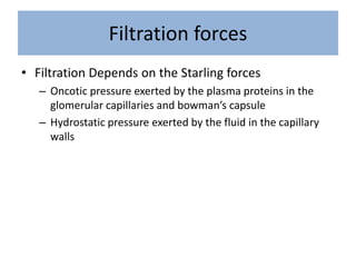 Filtration forces
• Filtration Depends on the Starling forces
– Oncotic pressure exerted by the plasma proteins in the
glomerular capillaries and bowman’s capsule
– Hydrostatic pressure exerted by the fluid in the capillary
walls
 