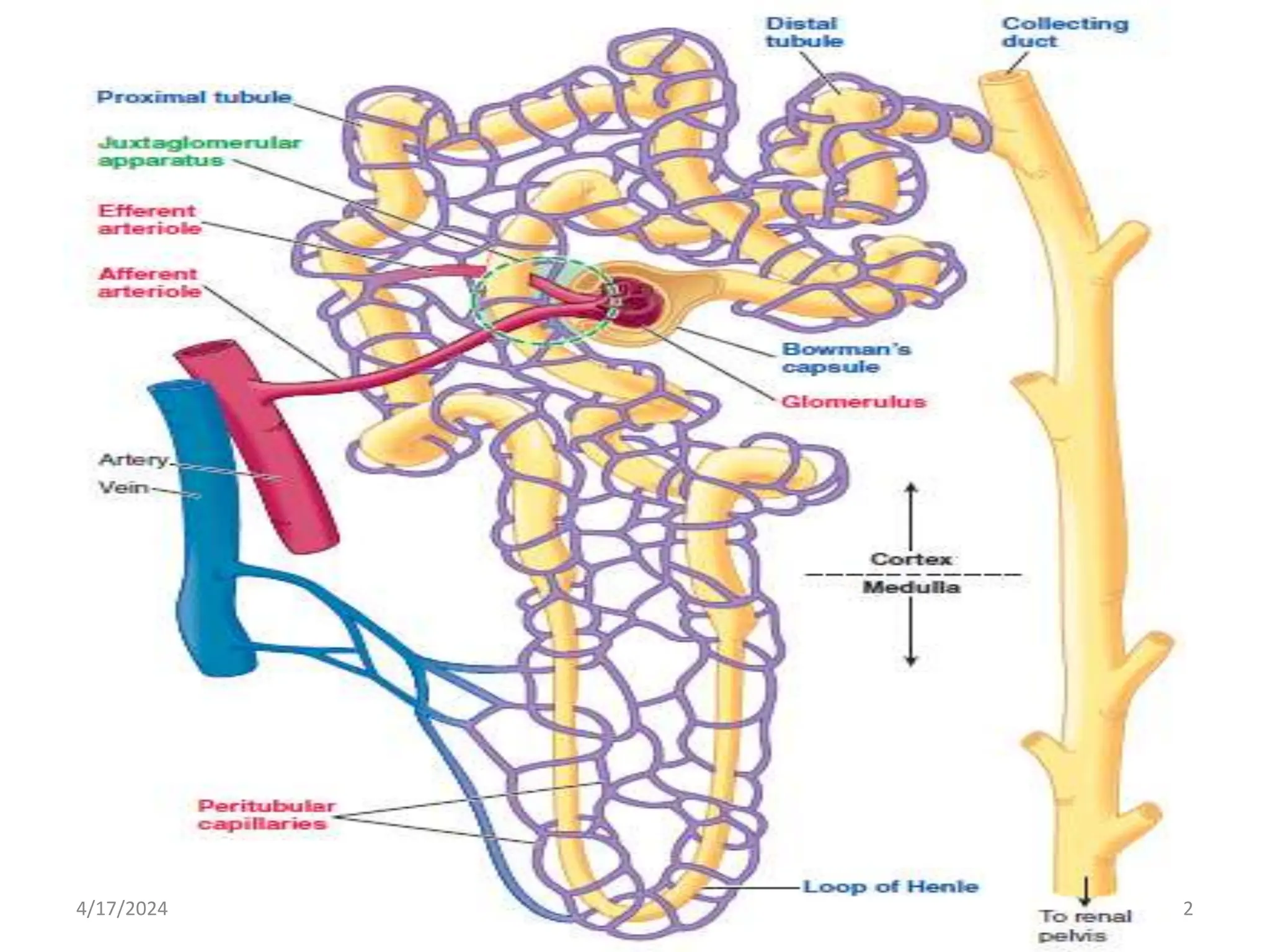 Glomerular Filtration rate and its determinants.pptx