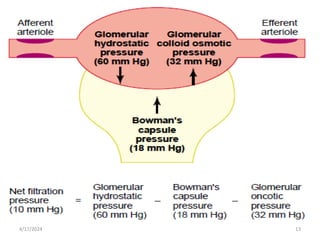 Glomerular Filtration rate and its determinants.pptx