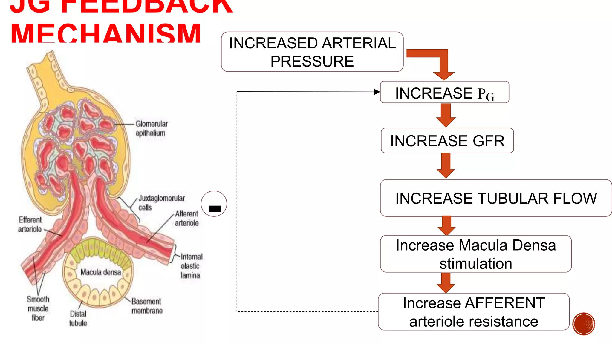 Glomerular filtration rate and renal blood flow | PPTX