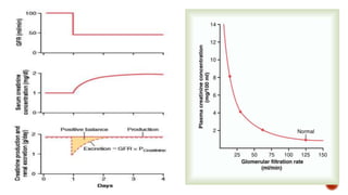 Glomerular filtration rate and renal blood flow | PPTX