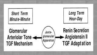 Glomerular filtration rate and renal blood flow | PPTX