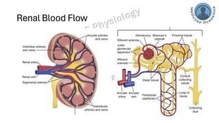 Glomerular Filtration Rate, Renal Blood Flow | PDF