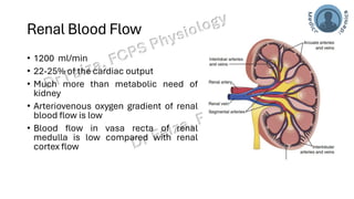 Glomerular Filtration Rate, Renal Blood Flow | PDF
