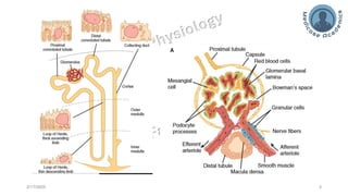 Glomerular Filtration Rate, Renal Blood Flow | PDF