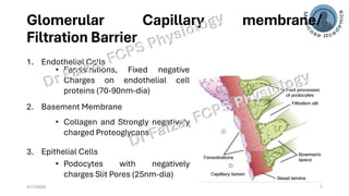 Glomerular Filtration Rate, Renal Blood Flow | PDF