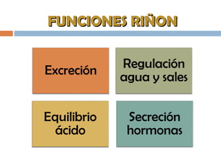 FUNCIONES RIÑONFUNCIONES RIÑON
 