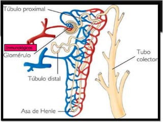 Inmunológicos
 