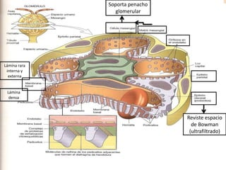 Reviste espacio
de Bowman
(ultrafiltrado)
Lámina
densa
Lámina rara
interna y
externa
Soporta penacho
glomerular
 