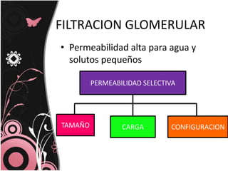 FILTRACION GLOMERULAR
• Permeabilidad alta para agua y
solutos pequeños
PERMEABILIDAD SELECTIVA
CONFIGURACIONCARGATAMAÑO
 