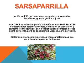 Actúa en PIEL se pone seca, arrugada, con vesículas
herpéticas, grietas, granos rojizos
MUCOSAS se inflaman, pero la irritación es más BIENSECA; se
caracteriza por dolores ardientes, sensación de ulceración y
espasmos consecutivos; sólo ocasiona poca secreción serosa
o sero-purulenta, pero de consistencia viscosa, acre, corrosiva.
Síntomas urinarios muy marcados y tan característicos que
van a la cabeza para su indicación.
 
