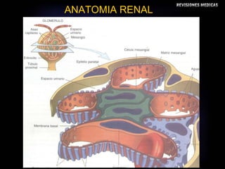 ANATOMIA RENAL 