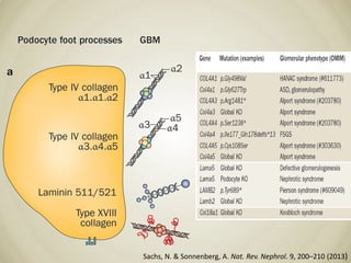 Sachs, N. & Sonnenberg, A. Nat. Rev. Nephrol. 9, 200–210 (2013)
 
