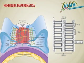 HENDIDURA DIAFRAGMÁTICA
 