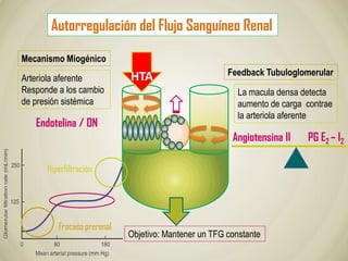 Autorregulación del Flujo Sanguíneo Renal
Mecanismo Miogénico
Feedback Tubuloglomerular
Arteriola aferente
Responde a los cambio
de presión sistémica
La macula densa detecta
aumento de carga contrae
la arteriola aferente
HTA
Angiotensina II
Endotelina / ON
PG E2 – I2
Objetivo: Mantener un TFG constante
Fracaso prerenal
Hiperfiltración
 