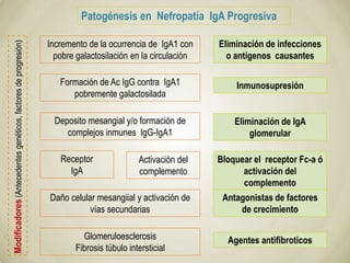 Modificadores(Antecedentesgenéticos,factoresdeprogresión)
Incremento de la ocurrencia de IgA1 con
pobre galactosilación en la circulación
Formación de Ac IgG contra IgA1
pobremente galactosilada
Deposito mesangial y/o formación de
complejos inmunes IgG-IgA1
Receptor
IgA
Activación del
complemento
Daño celular mesangiial y activación de
vías secundarias
Glomeruloesclerosis
Fibrosis túbulo intersticial
Patogénesis en Nefropatía IgA Progresiva
Eliminación de infecciones
o antígenos causantes
Inmunosupresión
Eliminación de IgA
glomerular
Bloquear el receptor Fc-a ó
activación del
complemento
Antagonistas de factores
de crecimiento
Agentes antifibroticos
 
