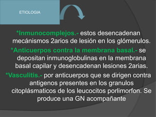 *Inmunocomplejos.- estos desencadenan mecánismos 2arios de lesión en los glómerulos.*Anticuerpos contra la membrana basal.- se depositan inmunoglobulinas en la membrana basal capilar y desencadenan lesiones 2arias.*Vasculitis.- por anticuerpos que se dirigen contra antigenos presentes en los granulos citoplásmaticos de los leucocitos porlimorfon. Se produce una GN acompañanteETIOLOGIA