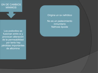 GN DE CAMBIOS MINIMOSOrigina un sx nefróticoNo es un padecimiento inmunitarioNefrosis lipoide Los podocitos se  fusionan entre si y provocan alteración de la permeabilidad  por tanto hay pérdidas importantes de albúmina