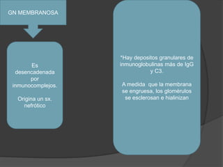 GN MEMBRANOSA*Hay depositos granulares de inmunoglobulinas más de IgG y C3.A medida  que la membrana se engruesa, los glomérulos se esclerosan e hialinizanEs desencadenada por inmunocomplejos.Origina un sx. nefrótico