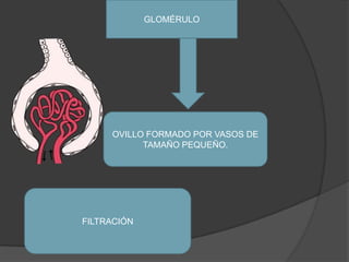 GLOMÉRULOOVILLO FORMADO POR VASOS DE TAMAÑO PEQUEÑO.FILTRACIÓN