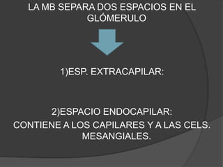 LA MB SEPARA DOS ESPACIOS EN EL GLÓMERULO1)ESP. EXTRACAPILAR:2)ESPACIO ENDOCAPILAR: CONTIENE A LOS CAPILARES Y A LAS CELS. MESANGIALES.